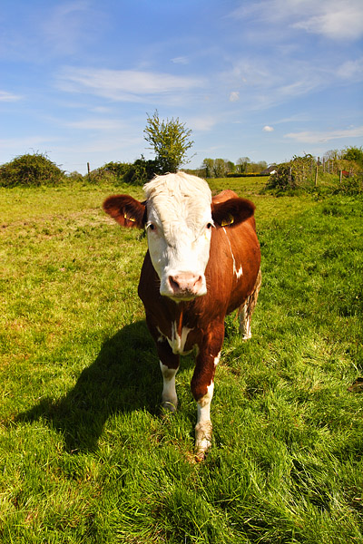 Hereford Bullock: A Hereford bullock (steer in American terminology) in Beaghmore, Galway, Ireland.