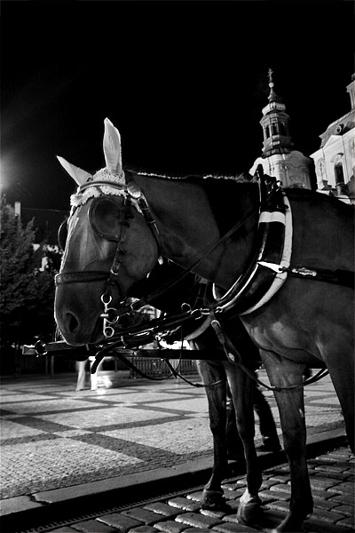 Horses: Old Town Square Prague, Prague, Czech Republic.