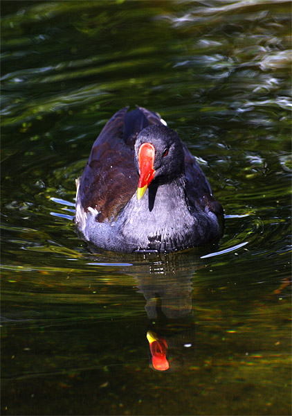 Splash of Colour: Some species of water fowl, St. Stephens Green, Dublin, Ireland.