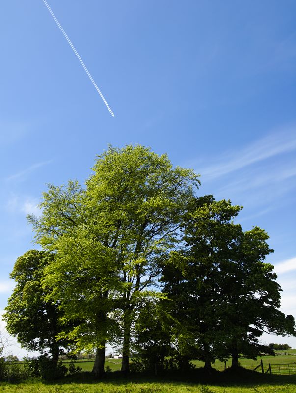 Flyover: Trees in Beaghmore, Co. Galway, Ireland.