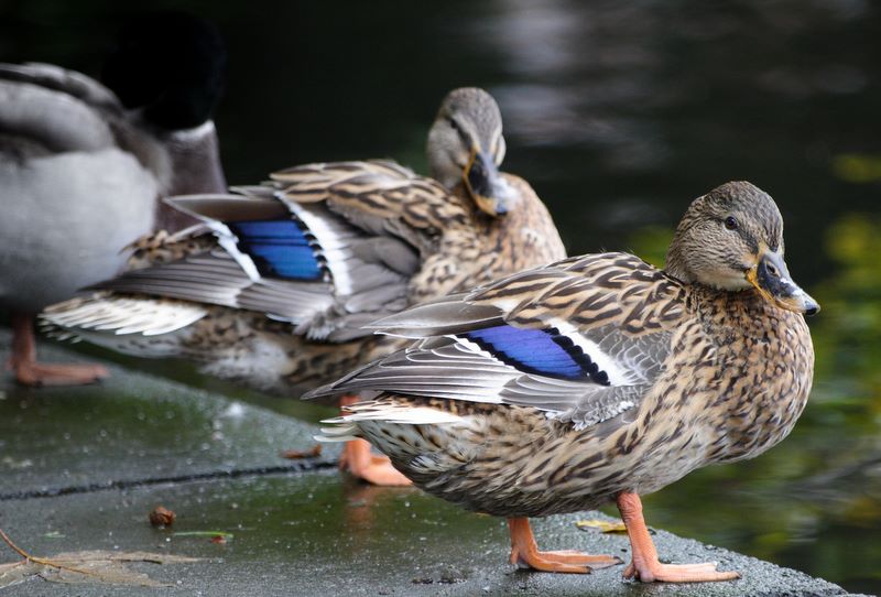 Snap: Ducks at St. Stephen's Green, Dublin, Ireland.