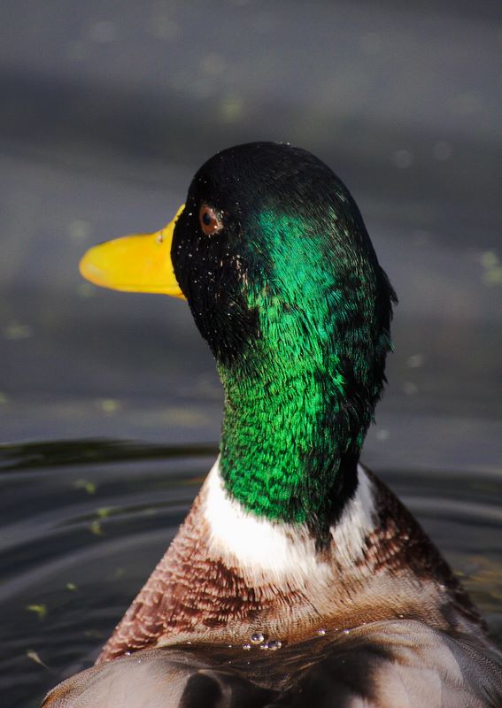 Shiny!: Duck in St. Stephen's Green, Dublin, Ireland.